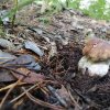 Boletus Edulis